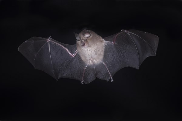 Lesser horseshoe bat