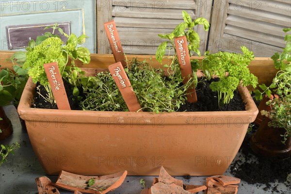 Planting of plant pots with herbs