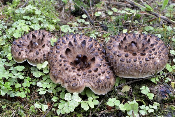 Shingled hedgehog