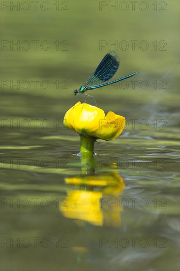 Banded demoiselles