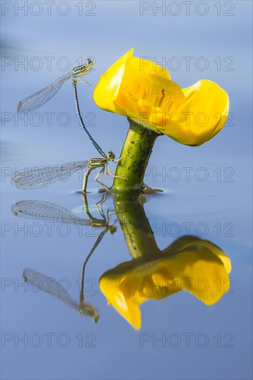 White-legged damselflies