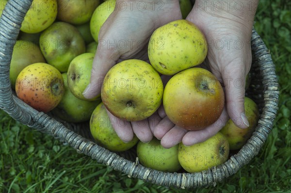 Apple harvest