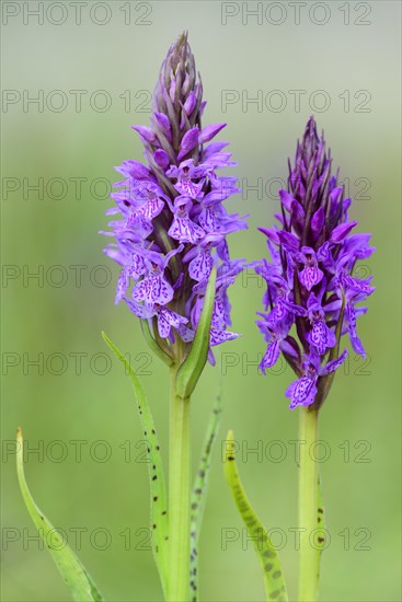 Southern marsh orchid