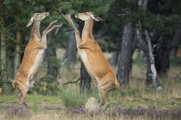 Red deer