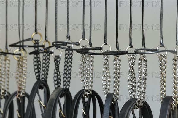 Suspended horse halter