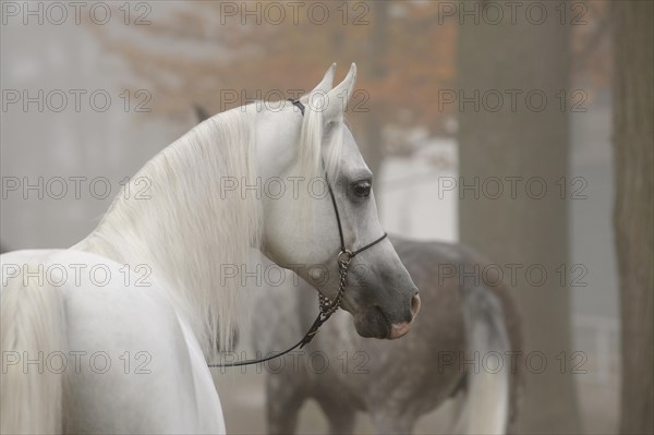 Arabian thoroughbred