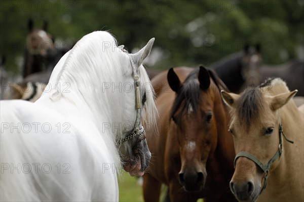 Arabian thoroughbred