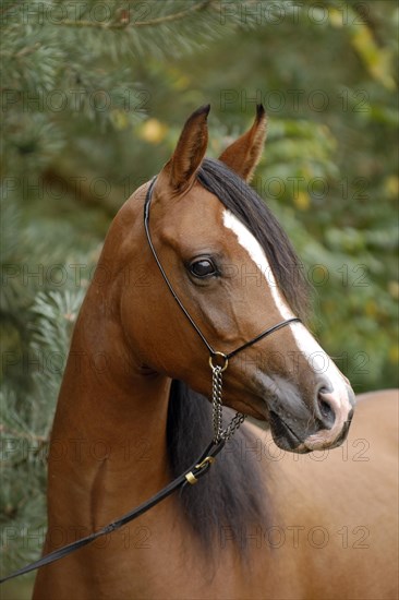 Arabian thoroughbred