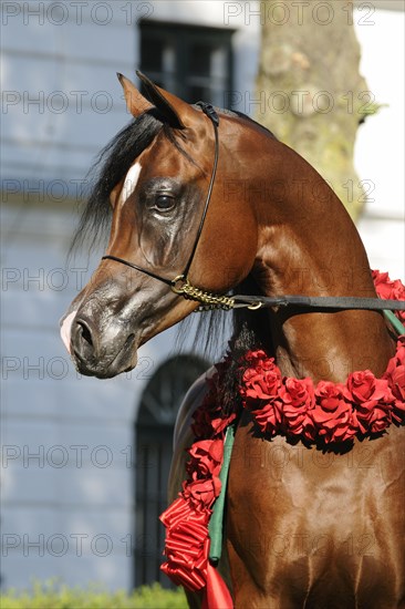 Arabian thoroughbred