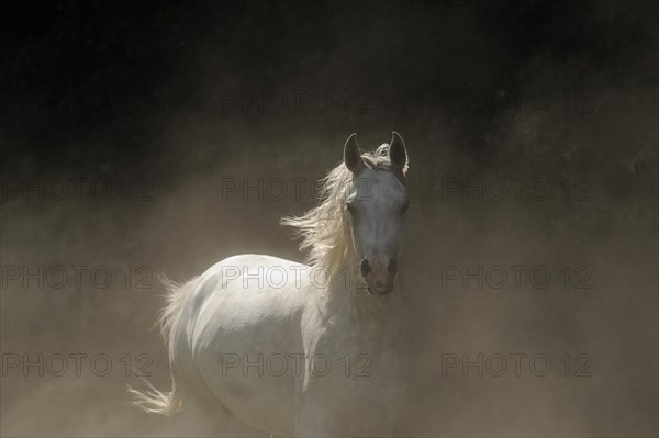 Arabian thoroughbred