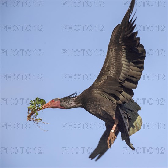 Northern bald ibis