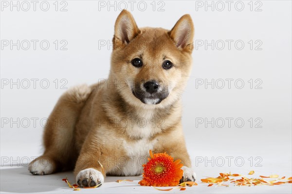 Shiba-Inu