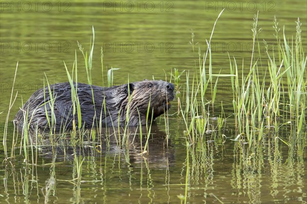 Canadian beaver