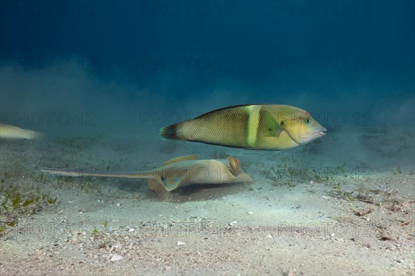 Bluespotted ribbontail ray