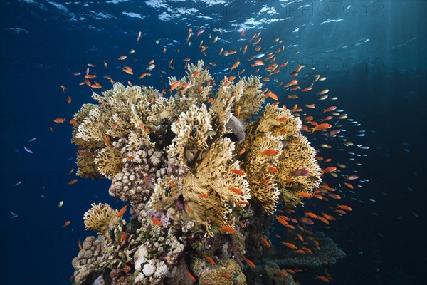 Harem flagfish and fire coral