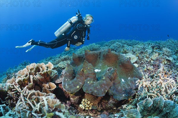 Killer mussel in reef