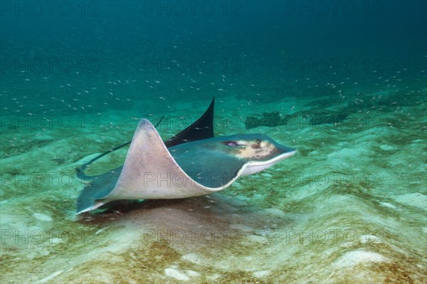 Bat ray