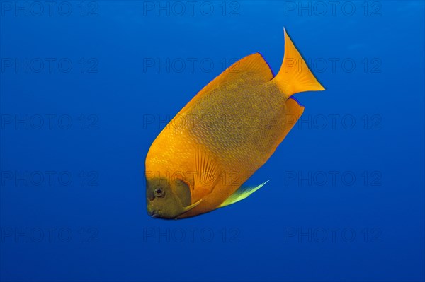 Clarion Angelfish