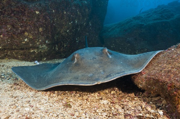 Diamond Stingray