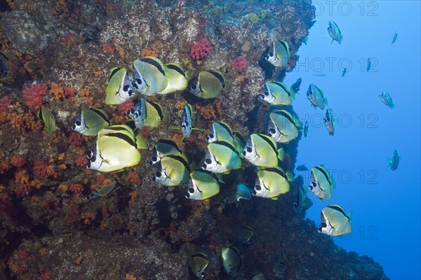 Shoal of Barberfish