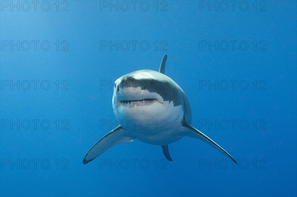 Great White Shark