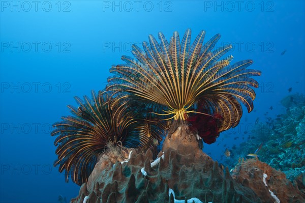 Feather stars in the current