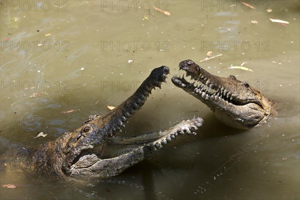 Freshwater crocodile