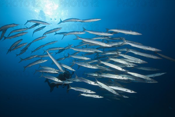 Shoal of darkfin barracuda