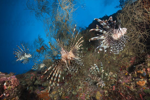 Lionfish