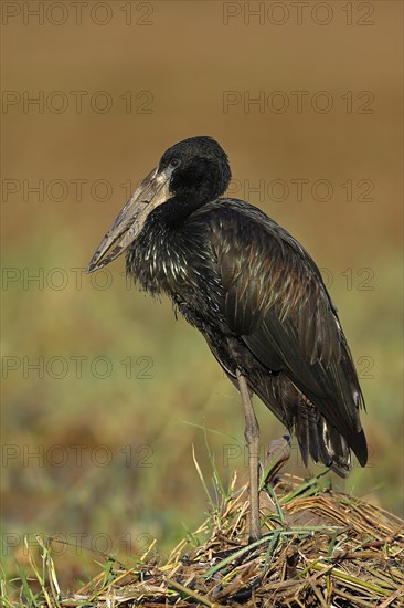 African Black Cuckoobill