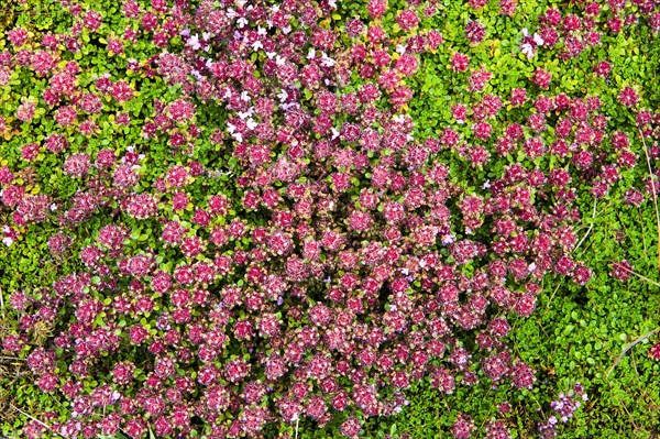 Arctic thyme