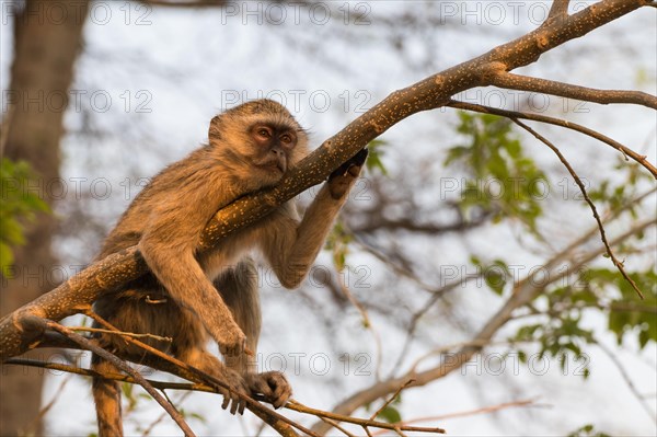 Vervet monkey