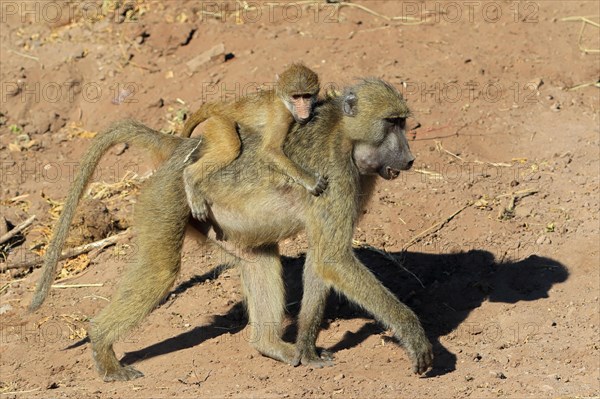 Chacma baboon