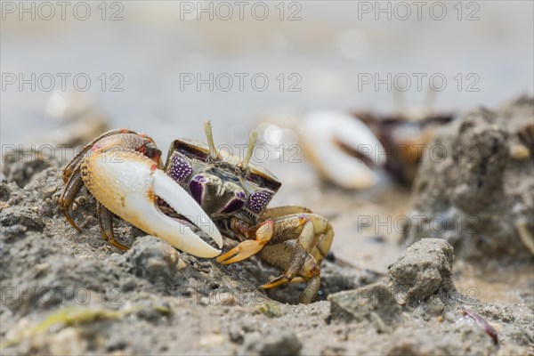 Male European fiddler crab