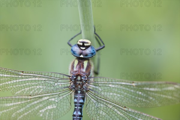 Hairy dragonfly