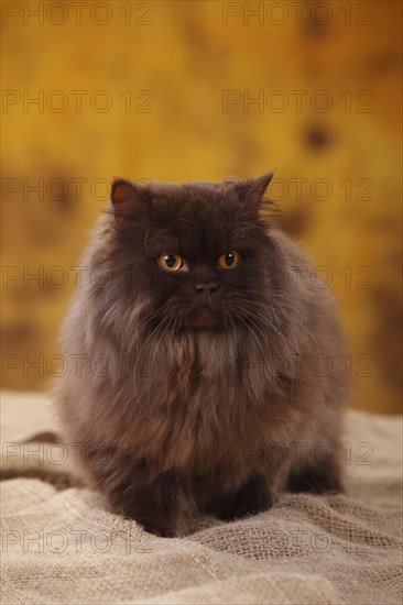 British Longhair