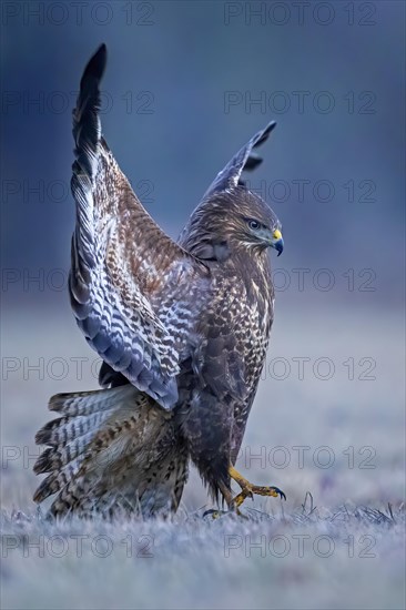 Steppe buzzard