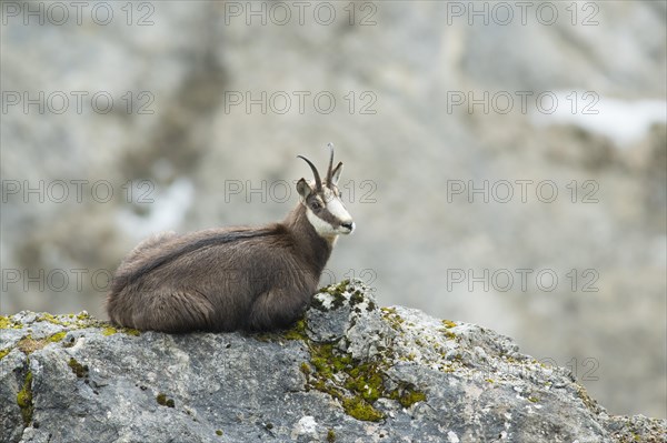 Chamois