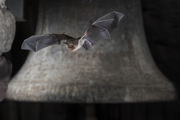 Greater mouse-eared bat