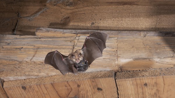 Lesser horseshoe bat