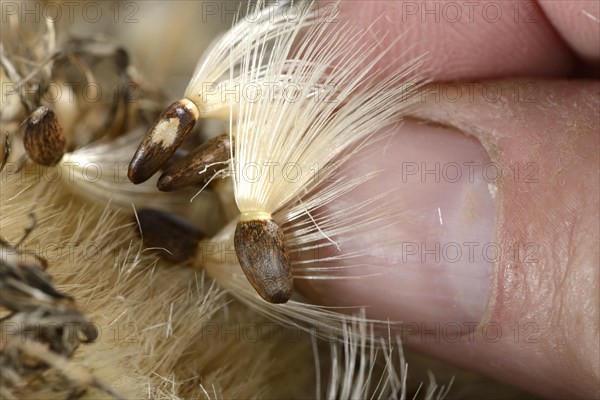 Carduus marianus