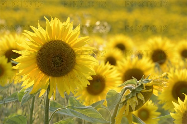 Sunflowers