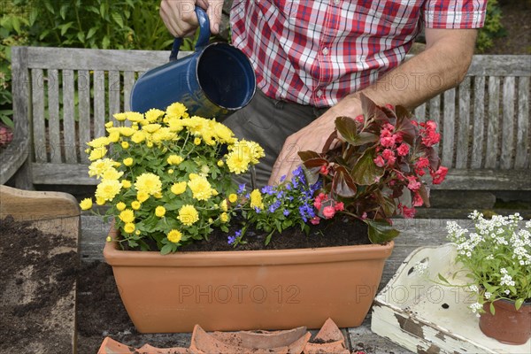 Planting summer flowers in plant pots