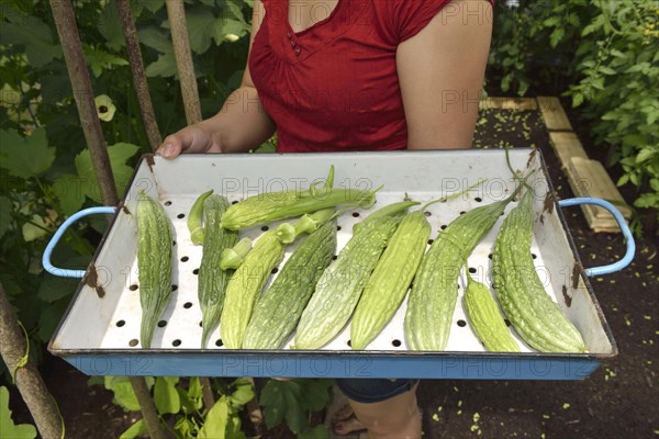 Woman harvesting bitter melons