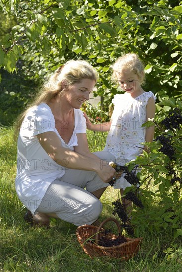 Woman and girl harvesting elderberries