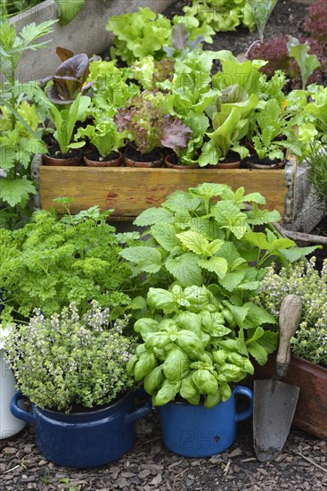 Various herbs in old bowls and cups