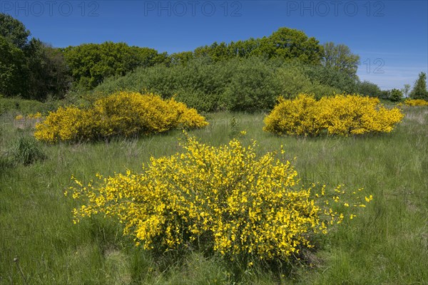 Flowering broom bushes