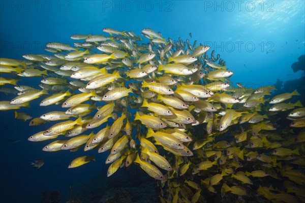 Shoal of bigeye snapper