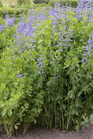 Blue wild indigo