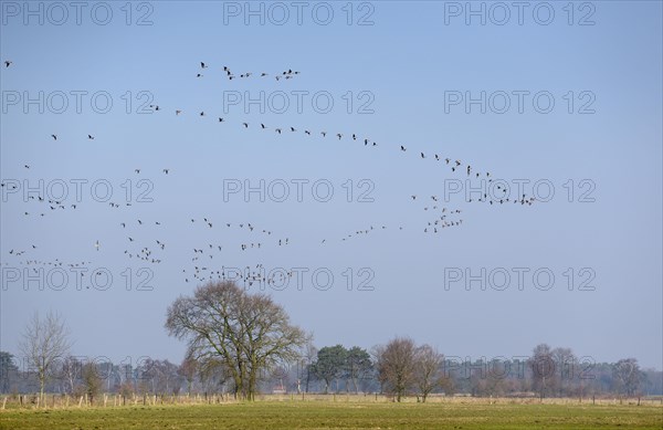 White-fronted goose